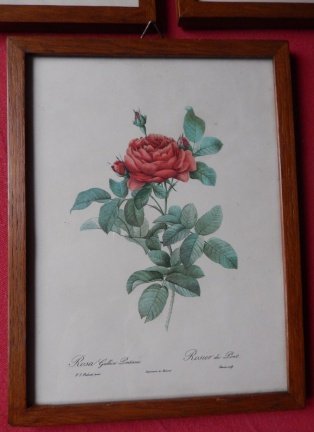 Vintage Rose Botanical Prints ingelijst - Afbeelding 4