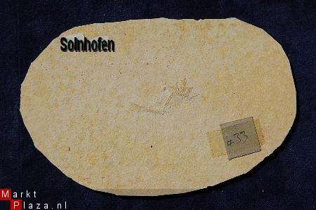Solnhofen Fossiele vis #33 - 1