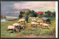 NATUUR Schaapherder met kudde (Sneek & Roordahuizum 1911)