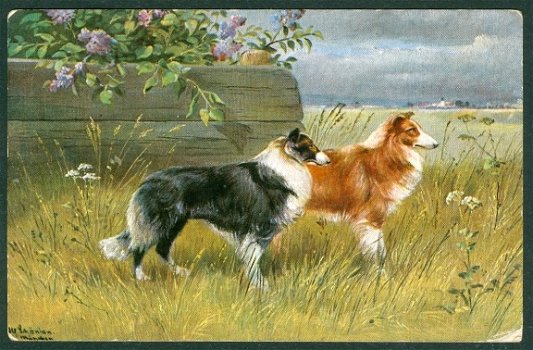 NATUUR Schotse collies (Roordahuizum & Marssum 1907) - 1