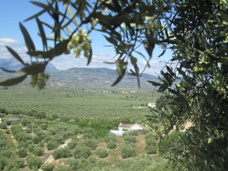 vakantieboerderij te huur andalusie tussen de olijfbomen - 7