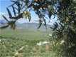 vakantieboerderij te huur andalusie tussen de olijfbomen - 7 - Thumbnail