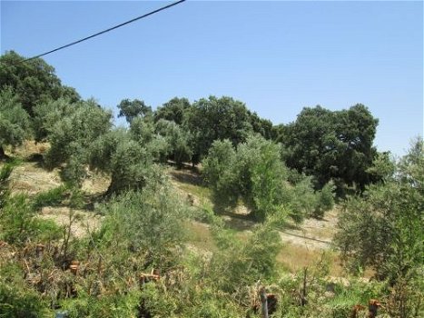 vakantieboerderij te huur andalusie tussen de olijfbomen - 8