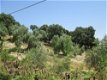 vakantieboerderij te huur andalusie tussen de olijfbomen - 8 - Thumbnail