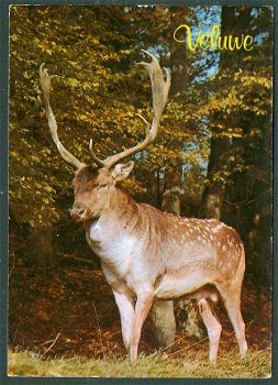 GLD VELUWE Groeten van de, Damhert (Zwolle 1991) - 1