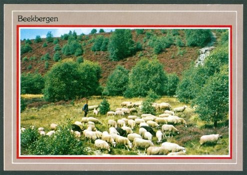 GLD BEEKBERGEN, schaapherder met kudde (Arnhem 1989) - 1