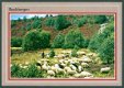 GLD BEEKBERGEN, schaapherder met kudde (Arnhem 1989) - 1 - Thumbnail