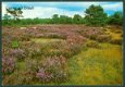 GLD ERMELO Groeten uit, heidelandschap (Utrecht 1984) - 1 - Thumbnail