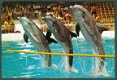 GLD HARDERWIJK Dolfinarium, springende dolfijnen - 1 - Thumbnail