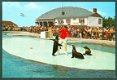 GLD HARDERWIJK Dolfinarium, zeeleeuwenshow - 1 - Thumbnail