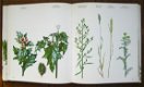 WILDE PLANTEN, flora en vegetatie in onze natuurgebieden (3delen) - 3 - Thumbnail