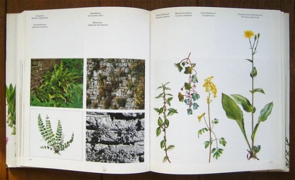 WILDE PLANTEN, flora en vegetatie in onze natuurgebieden (3delen) - 4