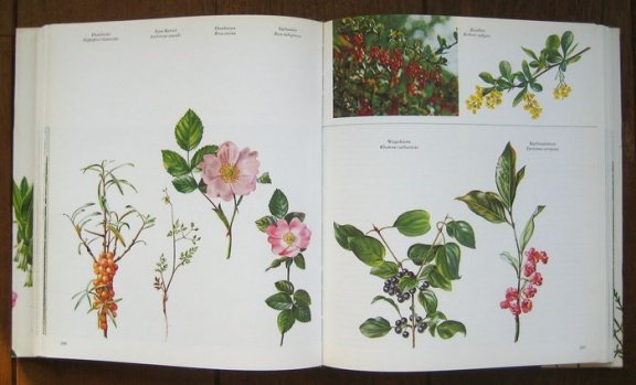 WILDE PLANTEN, flora en vegetatie in onze natuurgebieden (3delen) - 5