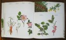 WILDE PLANTEN, flora en vegetatie in onze natuurgebieden (3delen) - 5 - Thumbnail
