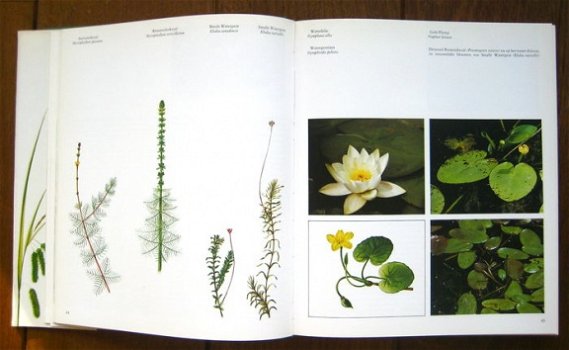 WILDE PLANTEN, flora en vegetatie in onze natuurgebieden (3delen) - 7