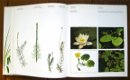 WILDE PLANTEN, flora en vegetatie in onze natuurgebieden (3delen) - 7 - Thumbnail