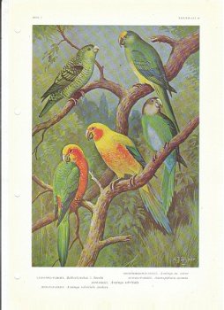 Encyclopedie voor de vogelliefhebber (3 dln) - 2