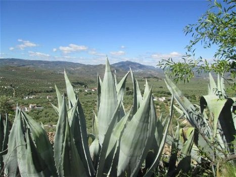 in andalusie, zuid spanje, vakantieboerderij in de bergen - 6