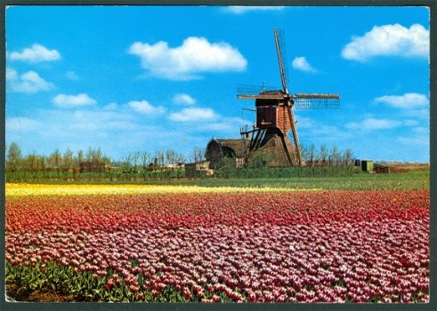 NL HOLLAND Bloemenland Molenland (s-Hertogenbosch 1982) - 1