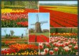NL HOLLAND in bloementooi, bollenvelden - 1 - Thumbnail