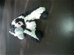 *1190 Afrikaanse pinguin knuffel 25 cm - 2 - Thumbnail