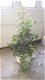 mooie compleet kunstplanten in een bloembak 1,9 mtr hoog - 2 - Thumbnail