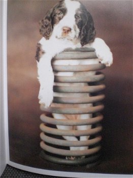 101 Kwispelende staarten Rachael Hale Groot fotoboek honden - 2