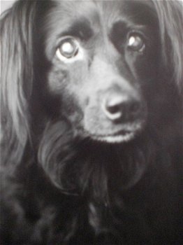 101 Kwispelende staarten Rachael Hale Groot fotoboek honden - 4