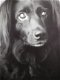 101 Kwispelende staarten Rachael Hale Groot fotoboek honden - 4 - Thumbnail