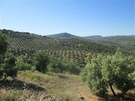 vakatieboerderij te huur andalusie, met zwembad en privacy - 4