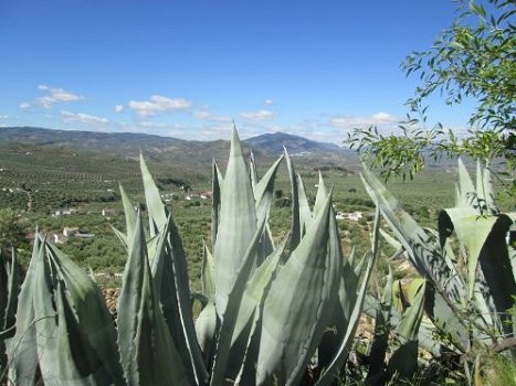 vakatieboerderij te huur andalusie, met zwembad en privacy - 5