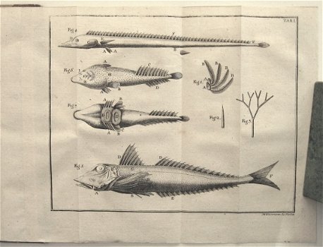 Geschichte der Fische 1781 Meidinger - Vissen Ichtyologie - 1