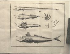 Geschichte der Fische 1781 Meidinger - Vissen Ichtyologie