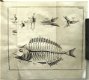 Geschichte der Fische 1781 Meidinger - Vissen Ichtyologie - 5 - Thumbnail