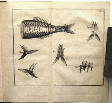 Geschichte der Fische 1781 Meidinger - Vissen Ichtyologie - 6