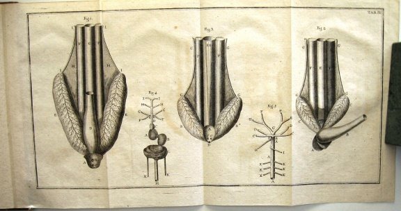 Geschichte der Fische 1781 Meidinger - Vissen Ichtyologie - 7