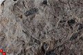 SN131-1 fossiele Flora - 1 - Thumbnail