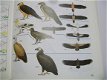 Vogels van Europa Christopher Perrins - 2 - Thumbnail