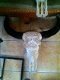 Buffel schedel gegraveerd, bewerkt gegraveerde buffelschedel - 2 - Thumbnail
