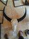 Buffel schedel gegraveerd, bewerkt gegraveerde buffelschedel - 8 - Thumbnail
