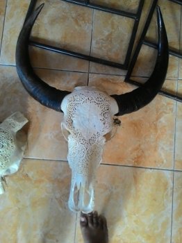 Buffel schedel gegraveerd, bewerkt gegraveerde buffelschedel - 7