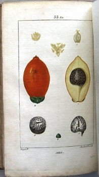 Flore Médicale 1814-20 Chaumeton - Botanie (424 kleurenill.) - 3