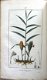 Flore Médicale 1814-20 Chaumeton - Botanie (424 kleurenill.) - 4 - Thumbnail
