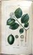 Flore Médicale 1814-20 Chaumeton - Botanie (424 kleurenill.) - 5 - Thumbnail