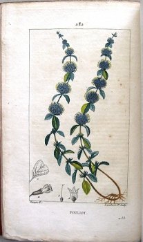 Flore Médicale 1814-20 Chaumeton - Botanie (424 kleurenill.) - 6