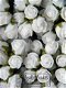 Brocante foam roosjes wit 2cm (bosje 12 stuks) bruiloft corsage - 1 - Thumbnail
