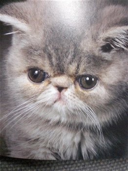 Katten (kubusboek) Oorspronkelijke titel: Les Chats 1001 photos - 3