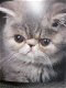 Katten (kubusboek) Oorspronkelijke titel: Les Chats 1001 photos - 3 - Thumbnail