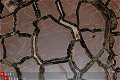 #2 Concretie Septaria PAAR Polen - 1 - Thumbnail