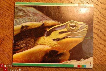 Het Schildpaddenboekje - 1
